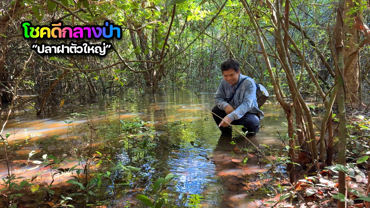 โชคดีกลางป่า ติดปลาฝาตัวใหญ่เต็มๆ  ด้วยเหยื่อพิเศษไม่พลาด #fishing