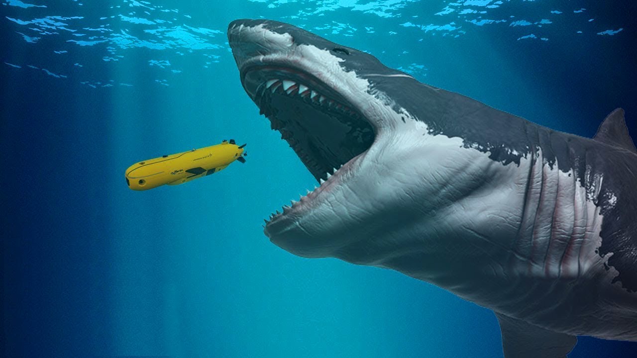 Кархарадон. МЕГАЛОДОН. Акула кархародон МЕГАЛОДОН. Магнладон. Самая большая акула в мире МЕГАЛОДОН.