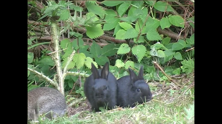 Wild black rabbits. Filmed by Jonathan Clayton