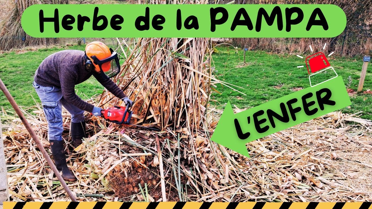 L'ENFER des herbes de la PAMPA : S'en Débarrasser SANS PITIE !!!
