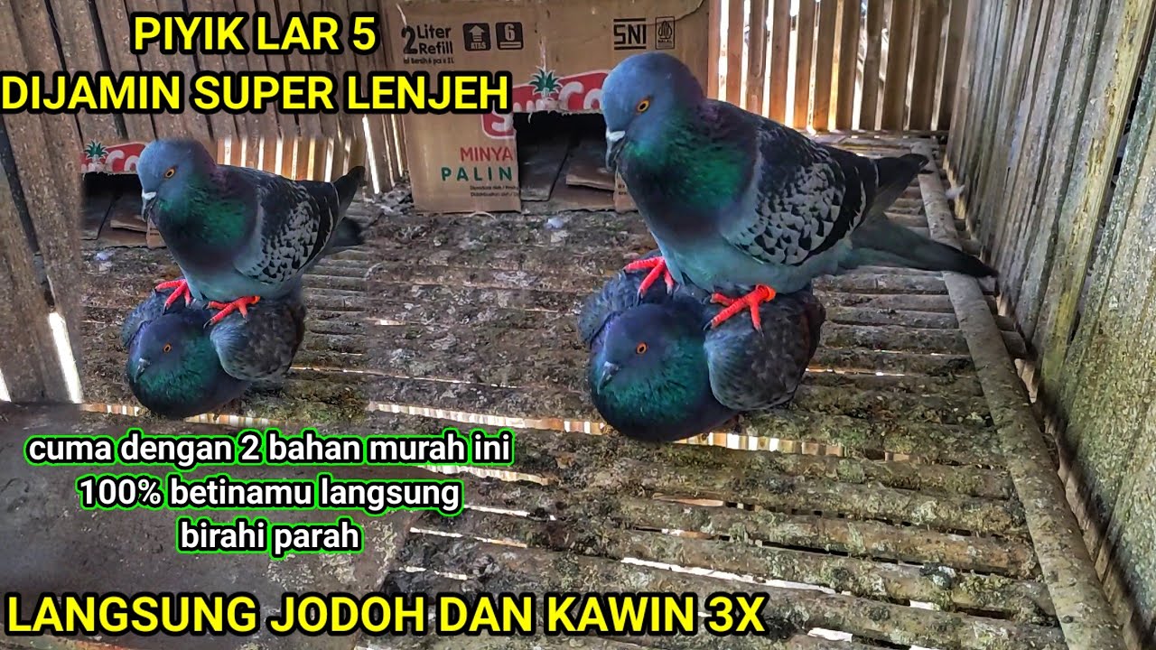CARA CEPAT MELENJEHKAN DAN MENJODOHKAN MERPATI BETINA PIYIK LAR 5 || cara agar merpati betina birahi