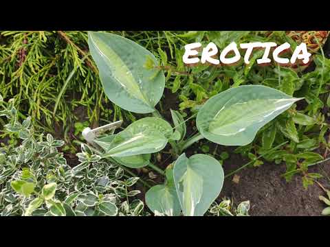 Хоста сорт Erotica