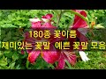 야생화 - 죽기전에 꼭 봐야할 아름다운 한국의 봄 야생화 46선