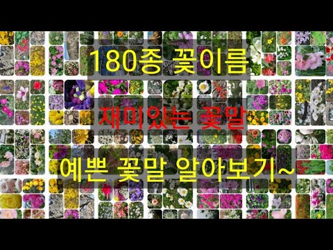 180종 꽃이름 재미있는 꽃말  예쁜 꽃말 모음