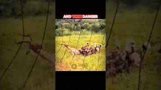 STUCK WITH NO ESCAPE… THIS WILL BREAK YOUR HEART 💔 #wildlife #viral #shortvideo #shorts #trending