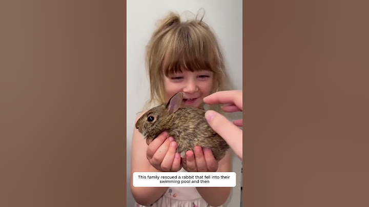 This family rescued a rabbit that fell into their swimming pool and then