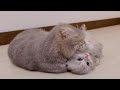 The kitten who challenges the mother cat to a fight but is defeated in seconds is too cute...