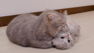 The kitten who challenges the mother cat to a fight but is defeated in seconds is too cute...