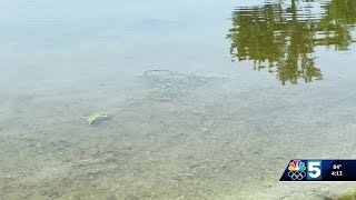 New project will help stop cyanobacteria blooms on Lake Carmi