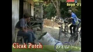 Cicak Putèh,Bergek-D`Ula