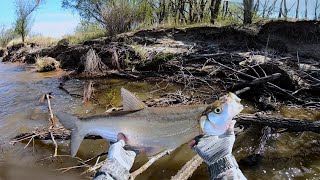 Голодная рыба выпрыгивает из воды за воблерами. Рыбалка в мае