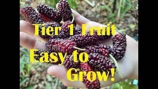 What are the Top 10 Fruit Trees to grow during a food crisis? START HERE with Tier 1 fruit trees!