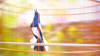 SUARA PANCINGAN Kacer Gacor Muntah Isian! Buat Kacer Lain Ikut Gacor Bongkar Materi