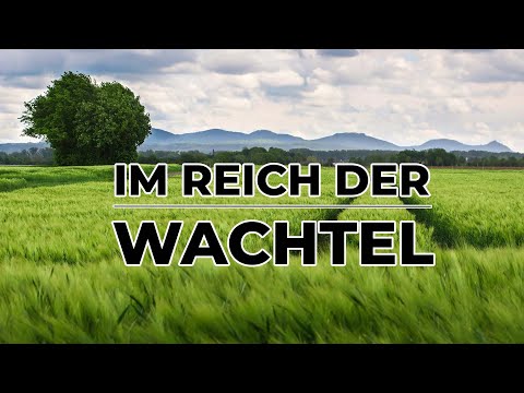 Video: Wachtelvogel: Beschreibung, Lebensweise, Verbreitung