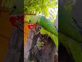 parrot sound #shortvideo #viralvideo #viral #youtubeshorts