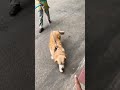 My neighbours golden retriever #goldenretriever #doglife