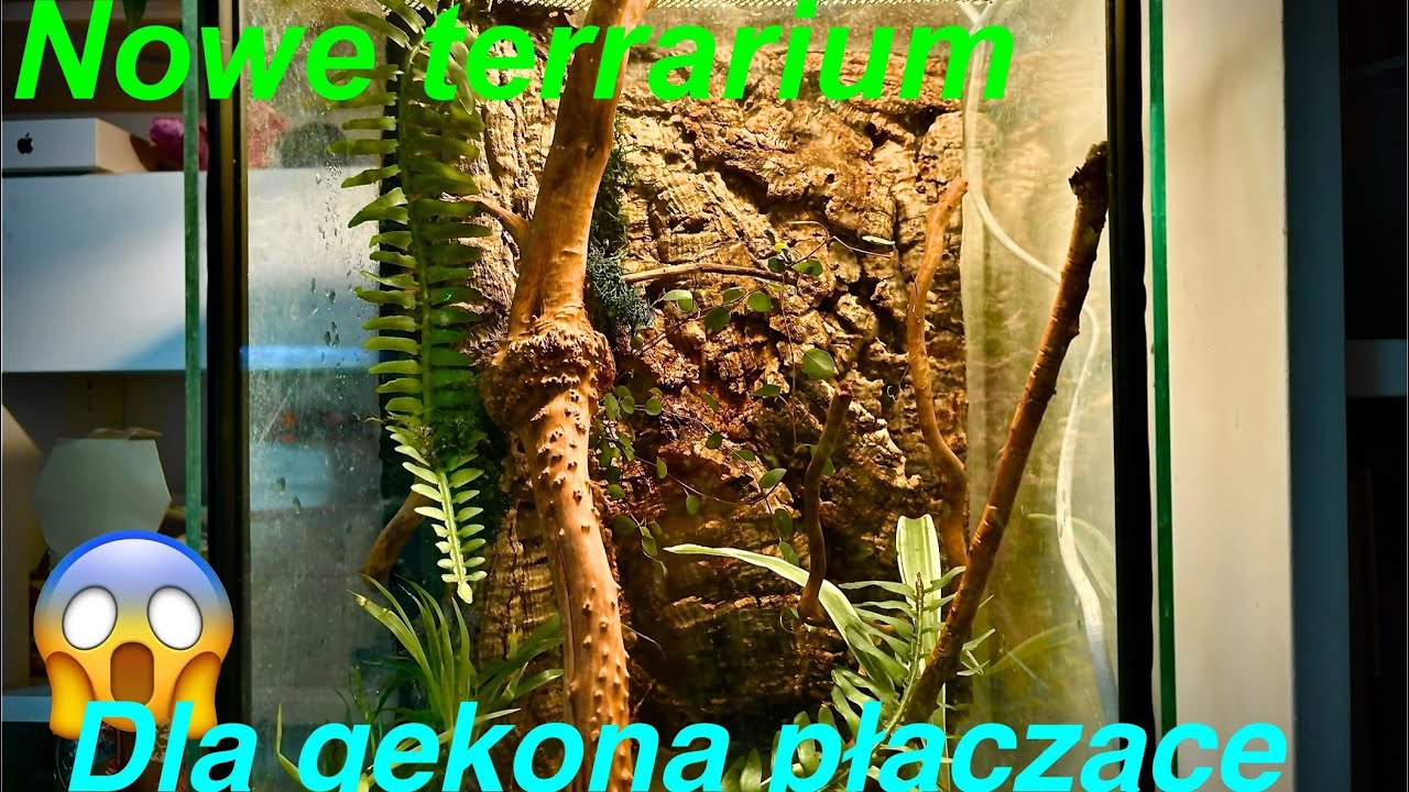 Jak Zrobić Terrarium Dla Gekona Orzęsionego Jak zaaranżować terrarium dla gekona płaczącego 😱mini jaszczurki - YouTube