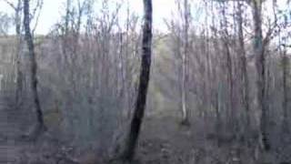 Sanglier En Action De Che