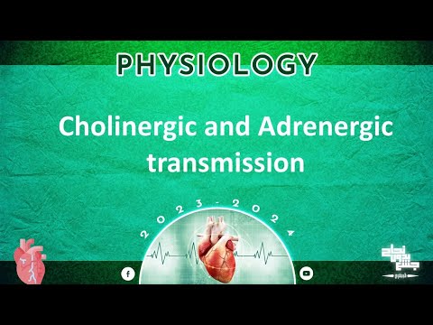 L 9,10, Cholenergic and adrenergic transmission, Physiology - YouTube