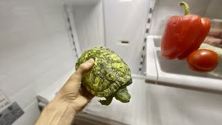 When to Put your Turtle in the Refrigerator