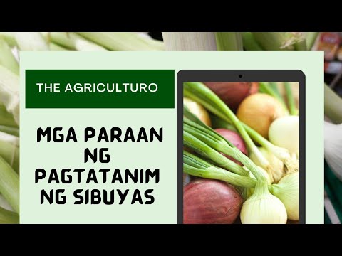 Video: Paano Maghilom Ng Mga Sibuyas