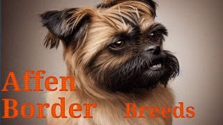 Affen Border | Affen Border Terrier Dog Breed | Dog Breed Facts |  Affen Border Terrier