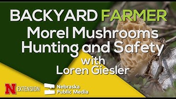 Morel Mushroom Hunting Guide: Spotting, Identifying & Avoiding Poisonous Lookalikes