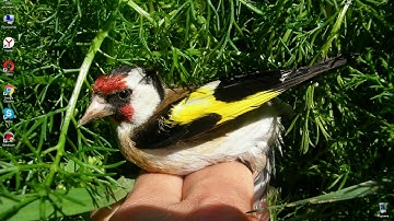 Решение проблемы в TeamViewer: error rollback...