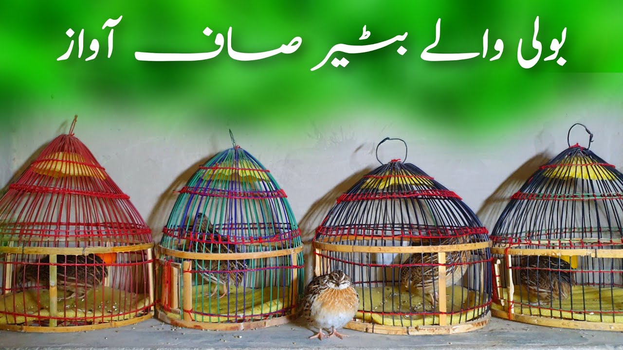 Batair ki awaz 2024 | Coturnix quail sounds 2024 | Madi batair ki awaz 2024 |Quail sounds 2024
