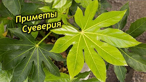 Фатсия в доме - талисман семейный отношений. Приметы и суеверия, польза и вред Фатсии.