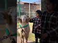 Child lovecute ram viral shorts