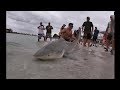 Quarter Ton Bull Shark Caught off Rod And Reel Pier, Anna Maria Island