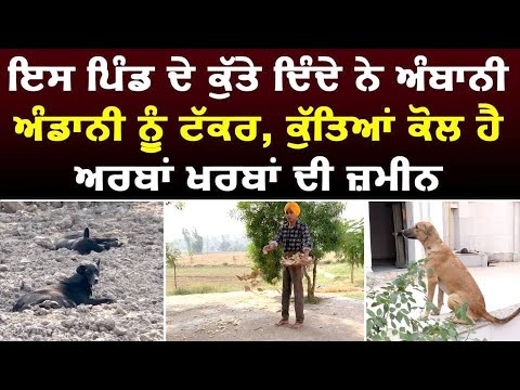 Punjabi News | ਕੁੱਤਿਆਂ ਕੋਲ ਹੈ ਅਰਬਾਂ ਖਰਬਾਂ ਦੀ ਜ਼ਮੀਨ | Punjabi Short Movies | Nri Punjabi Tv