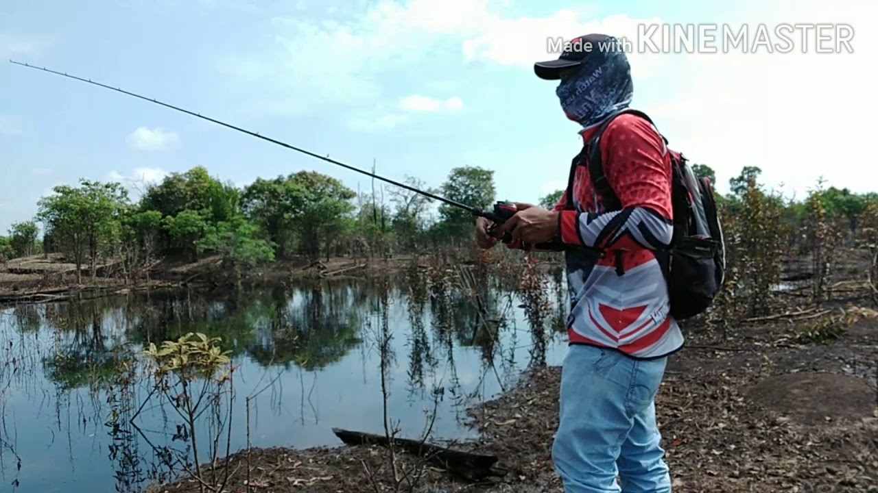  Pemancing  pemula casting ikan gabus kocolan YouTube