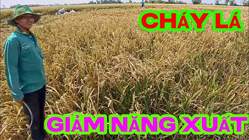 OM18 rijstbladverbranding is verschrikkelijk en vermindert de opbrengst ernstig