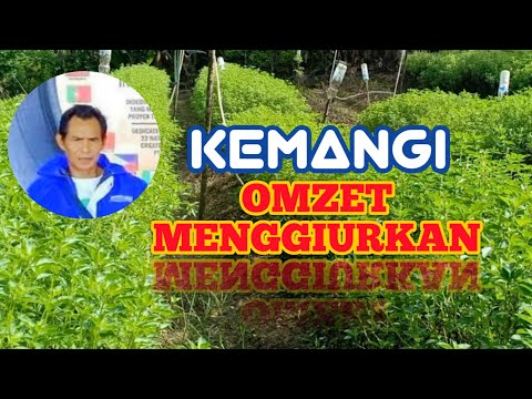 Video: Kemangi Dan Fitur Budidayanya