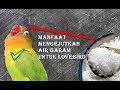 Makanan Burung Lovebird Sedang Meloloh