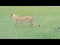 Lioness at masai mara with beautiful green background