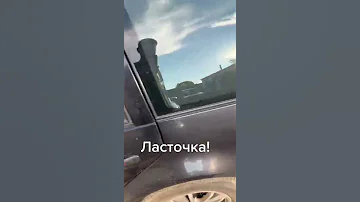 Моя ласточка | прикол