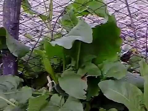 Video: Sorrel Herb - Sfaturi pentru cultivarea măcrișului