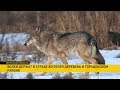 Голодные волки стали нападать на домашних животных