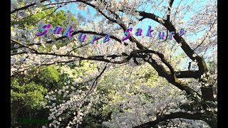 Sakura Sakura progrock Arrange   tnmode