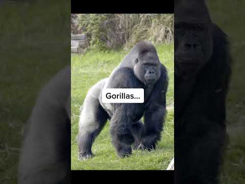 What Animals Look