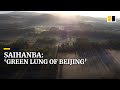 China transforms barren Saihanba into one of the world’s largest man-made forests