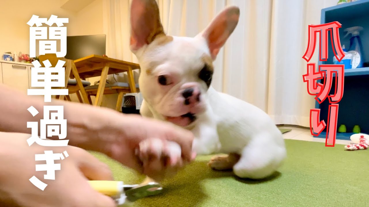 大嫌いな爪切りをするフレンチブルドッグの子犬/ French bulldog YouTube