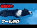 保護犬ボーダー・プールで遊ぶ【26-27日】