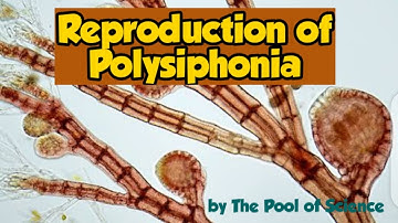 Reproduction of Polysiphonia | Botany | B.Sc, M.Sc  by The Pool of Science