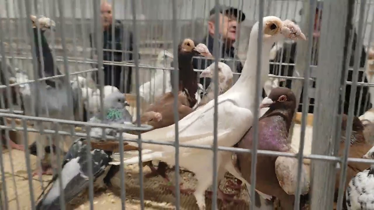 Krajowa wystawa gołębi rasowych Kielce 2025📢📢 Zapraszam na film 👍👏👏