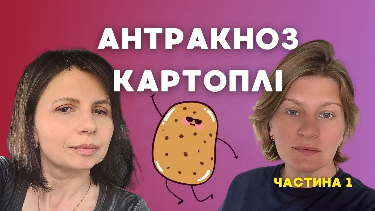 Антракноз картоплі: джерело інфекції, як виглядає, як визначити. Хвороби картоплі.