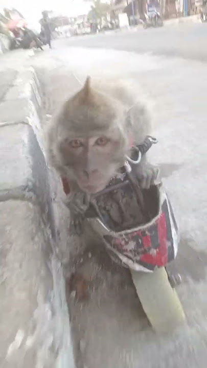 topeng monyet naik motor ninja